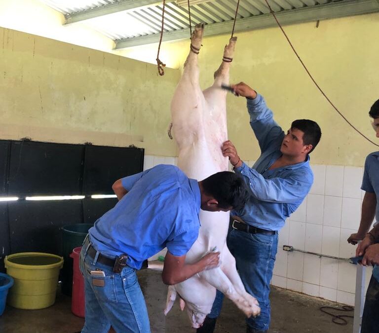 Matanza de cerdo para procesamiento de Cárnicos