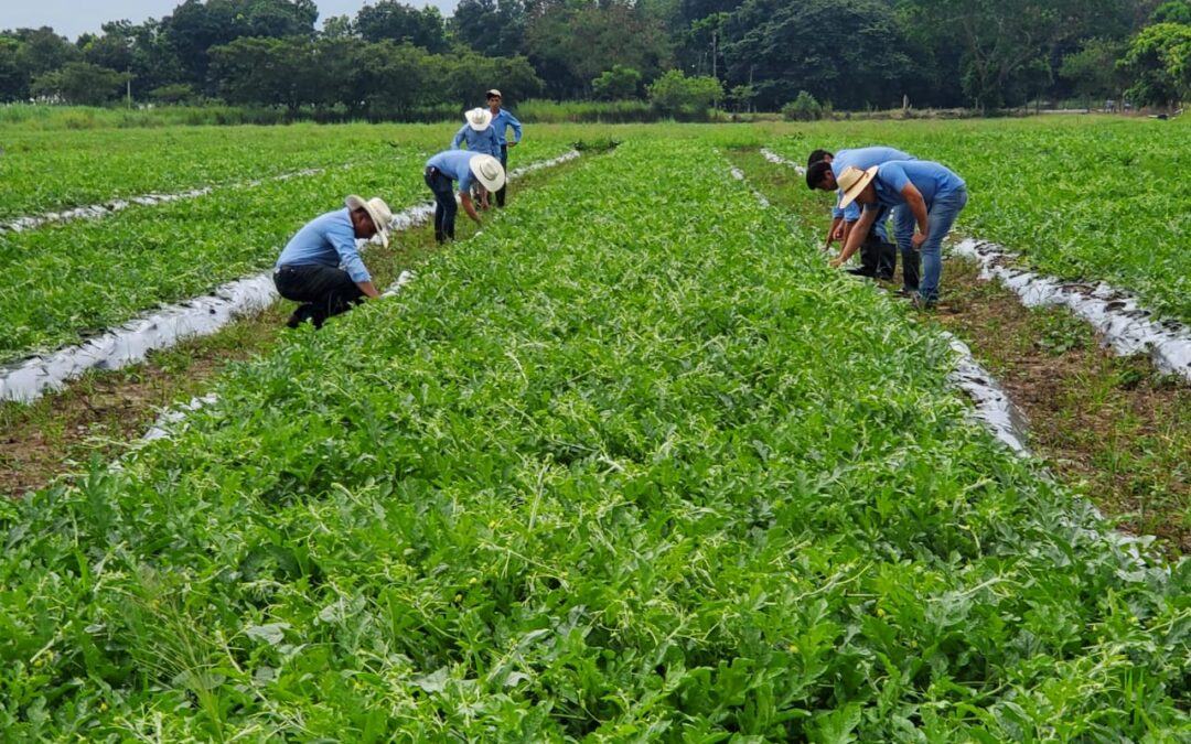 Producción y comercialización de Sandía EAPO