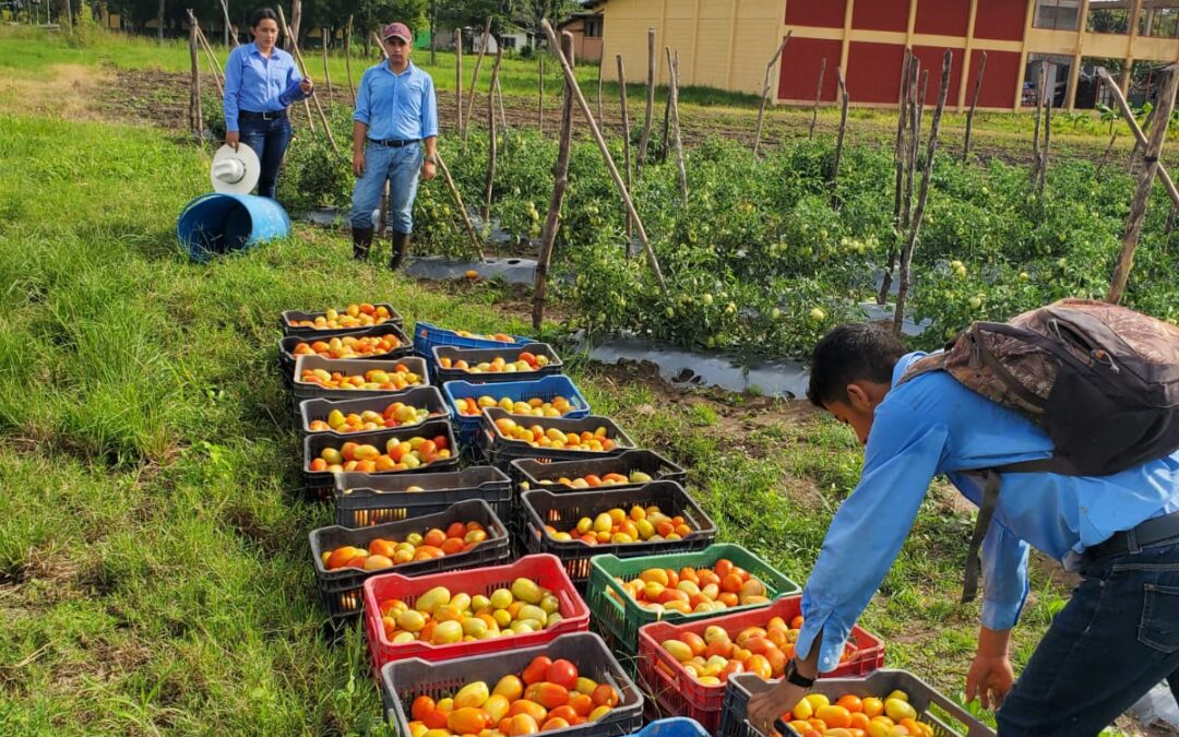 Cosecha de tomate EAPO