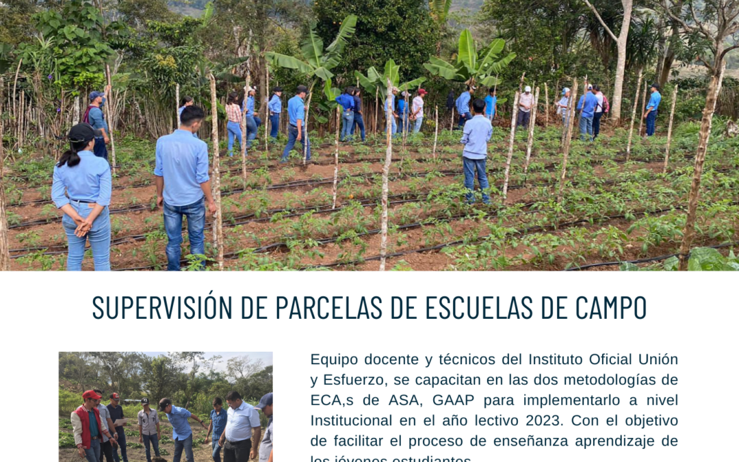 SUPERVISIÓN DE PARCELAS DE ESCUELAS DE CAMPO