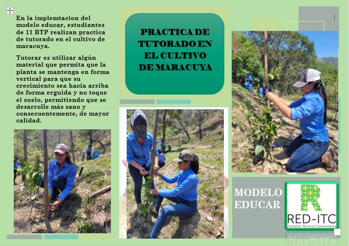 PRACTICA DE TUTORADO EN EL CULTIVO DE MARACUYA