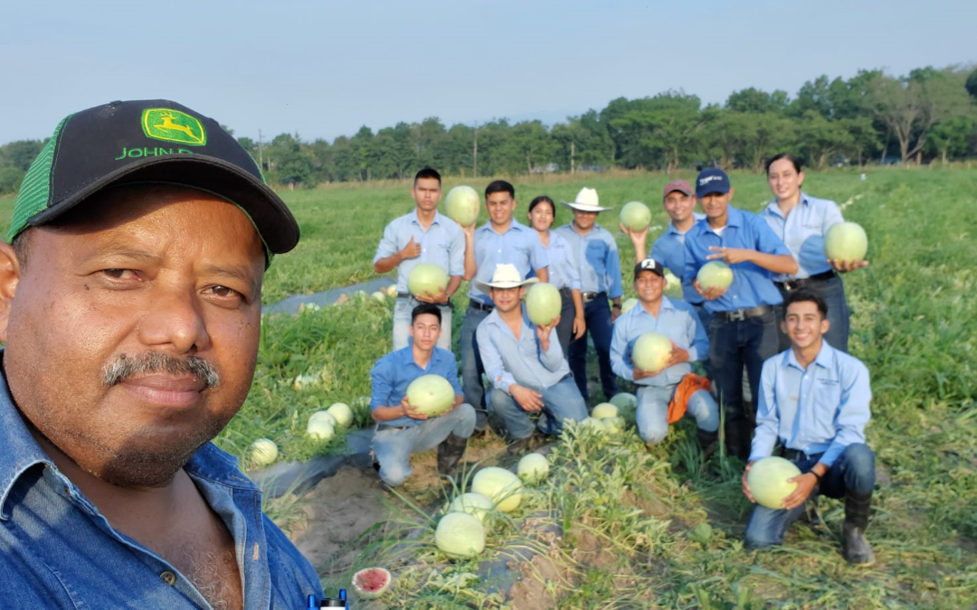 Cultivo de Sandia