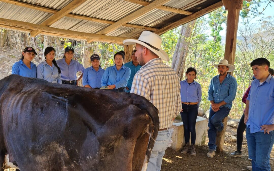 PRACTICA EN BOVINOS