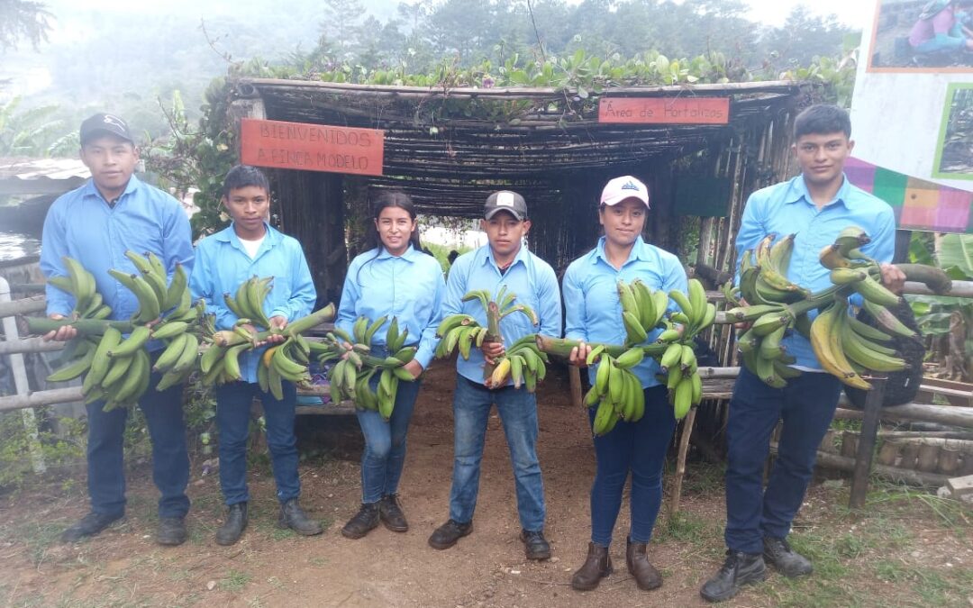 Jóvenes del ITC Cristina de Borbón del municipio de Yarula, realizaron Investigación sobre el cultivo de plátano variedad curaren enano en la zona a una altura de 1850 msnm.