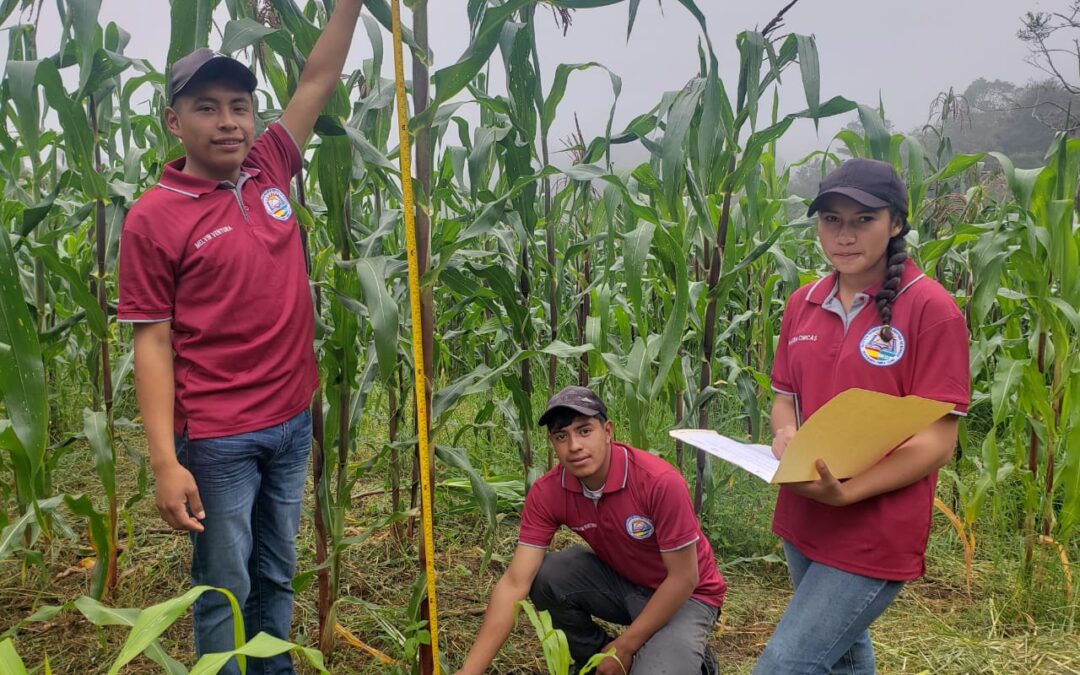 Jóvenes del Duodécimo grado dando seguimiento a la investigación de maíz variedad tusa morada criollo, ITC Cristina de Borbón, Zacate Blanco, Yarula