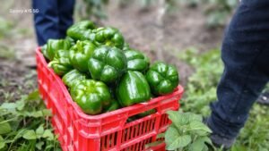 🌱 ¡Orgullo del Instituto Gubernamental San Francisco! 🌿 Nuestros estudiantes del Bachillerato Técnico Profesional en Innovación y Desarrollo Agroforestal siguen demostrando que el aprendizaje práctico da frutos. 🍅🥬 En nuestro huerto producimos hortalizas frescas y de calidad, como tomate, chile dulce, repollo, rabano entre otras muchas hortalizas, aplicando técnicas sostenibles que promueven el cuidado del suelo y el medio ambiente. 🌎💧 💪 Esta experiencia fortalece sus conocimientos agrícolas, fomenta la responsabilidad y el trabajo en equipo, y contribuye a la seguridad alimentaria de nuestra comunidad educativa.