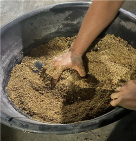 Cultivo de Berenjena con Plagas y Enfermedades