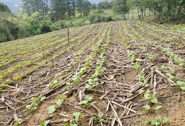 Área de restauración de suelo