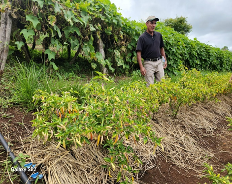 Rendimientos agrícolas