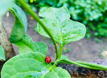 Cultivo de Berenjena con Plagas y Enfermedades