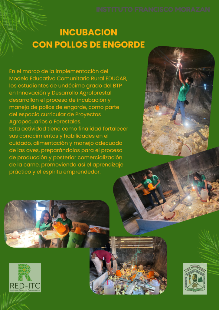 Procesos de incubación. 
